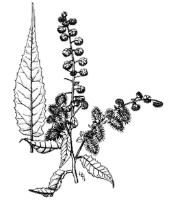 Ragweed illustration