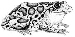 Line drawing of a lowland burrowing frog