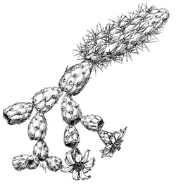 Illustration of jumping cholla