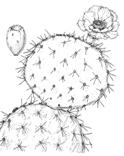 Illustration of Englemann prickly pear