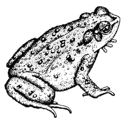 Line drawing of a red spotted toad