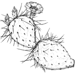 Illustration of sprawling prickly pear