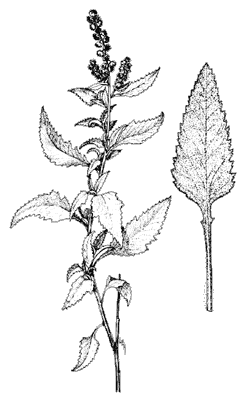 Triangle-leaf bursage illustration