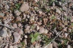 Mass germination of seeds