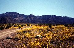 Death Valley in yellow