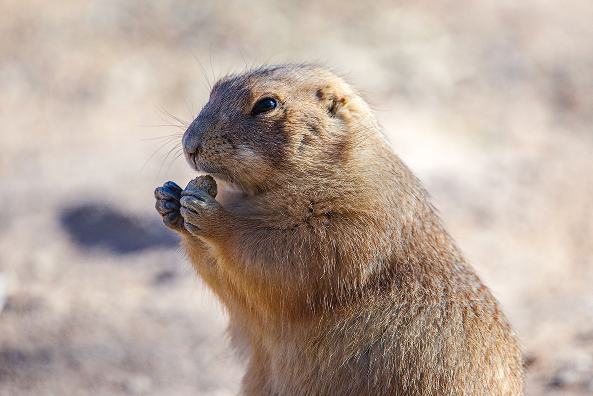 Photo of Black-tailed Prairie Dog