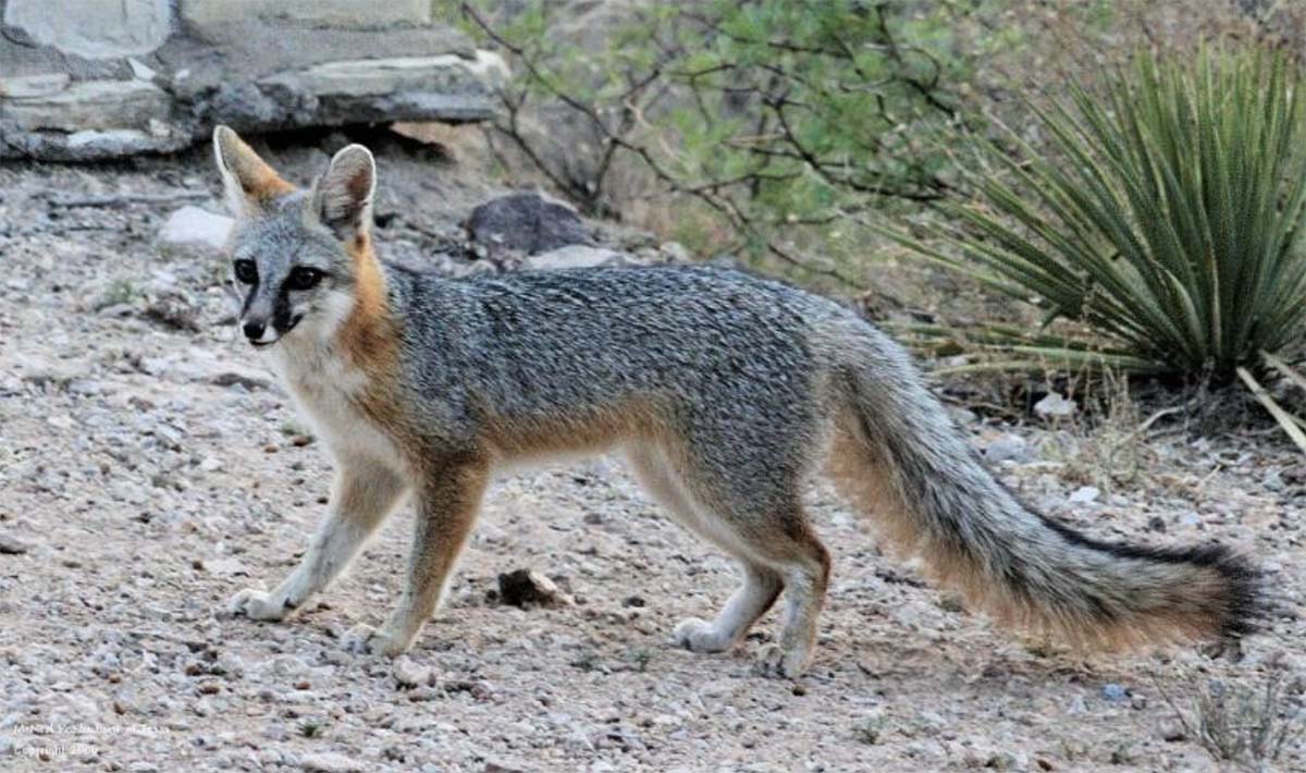 Photo of Gray Fox