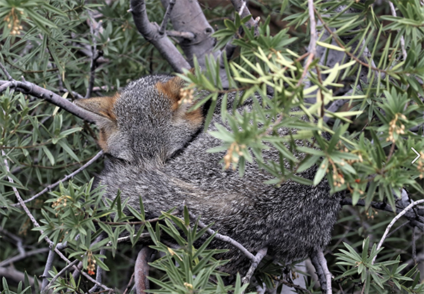 Photo of Gray Fox