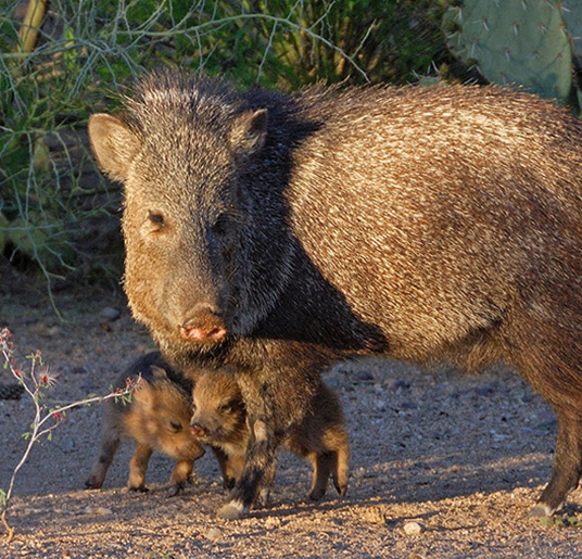 Photo of Javelina