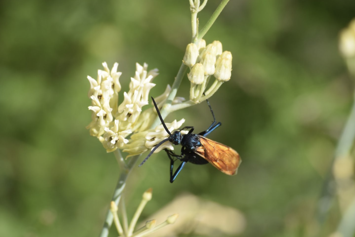 Photo of Pepsis Wasp