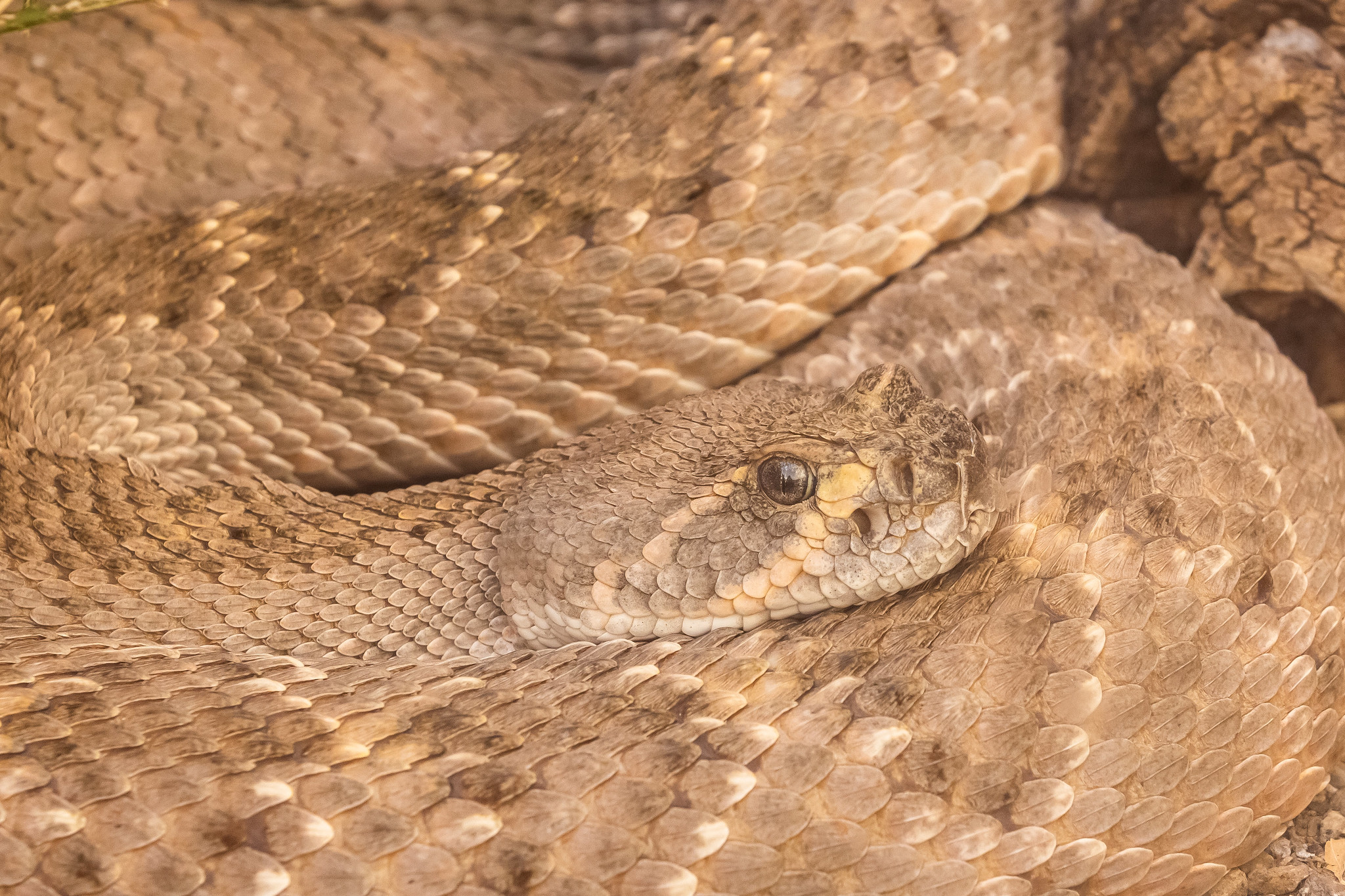 Photo of Western Diamondback Rattlesnake