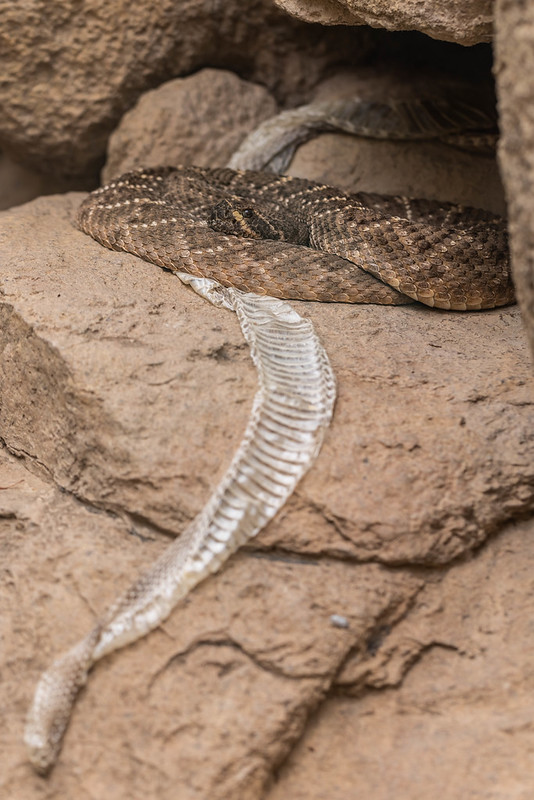 Photo of Western Diamondback Rattlesnake