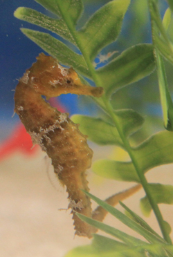 Seahorse