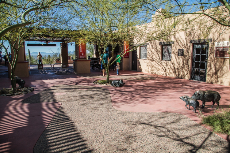 asdm_front_patio_mark_rossi_javelinas.jpg