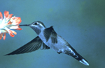 Hummingbird feeding from flower