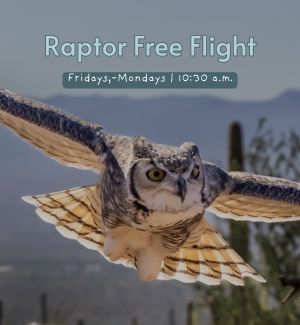 Bird of prey flying mid-air.