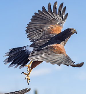 A Harris's hawk in flight