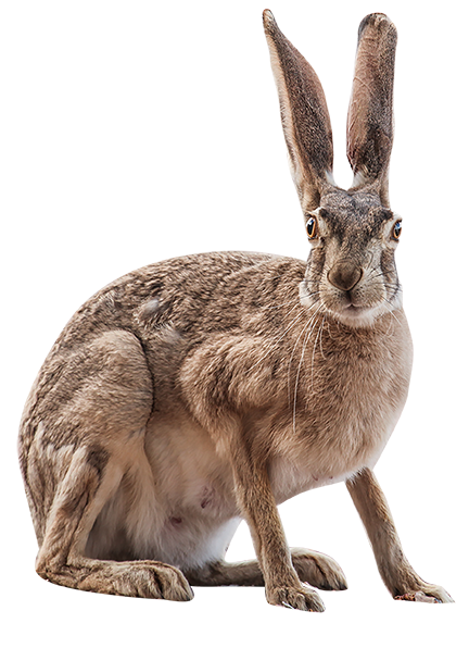 Jackrabbit