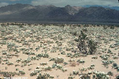 Same scene with field of flowers