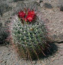 Fishhook Barrel Cactus