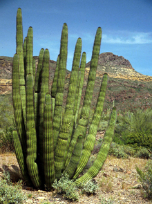 Organ Pipe Cactus