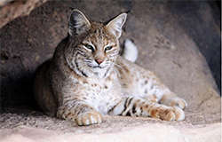 Photo of bobcat