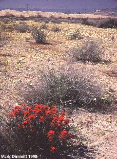 Kelso Dunes wash 1998