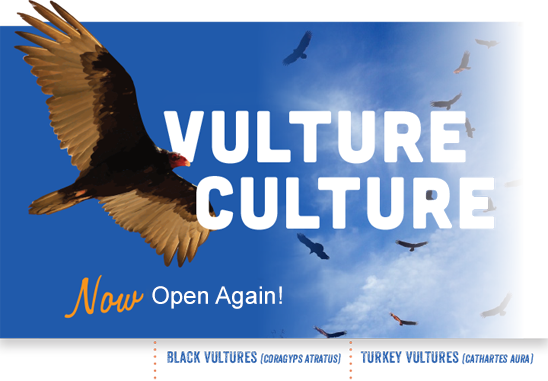 Vulture Culture - Now open again!