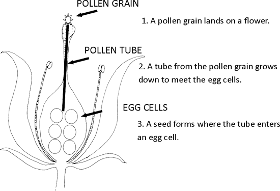 Illustration of Flower bud cross-section