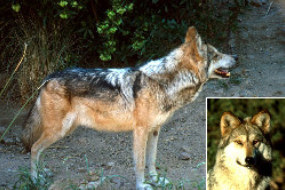 Mexican Gray Wolf