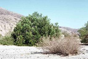 Photo of Ironwood tree growing in wash