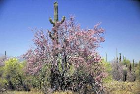 Photo of a flowering ironwood tree