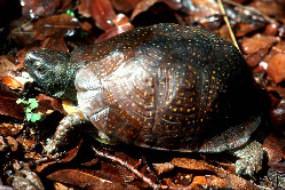 Box Turtle