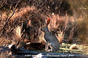 Photo of jackrabbit by Paul Berquist